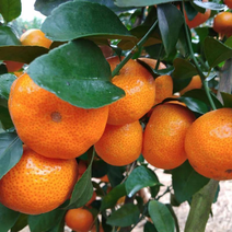 四川金秋砂糖橘产地大量供应可视频实地考察