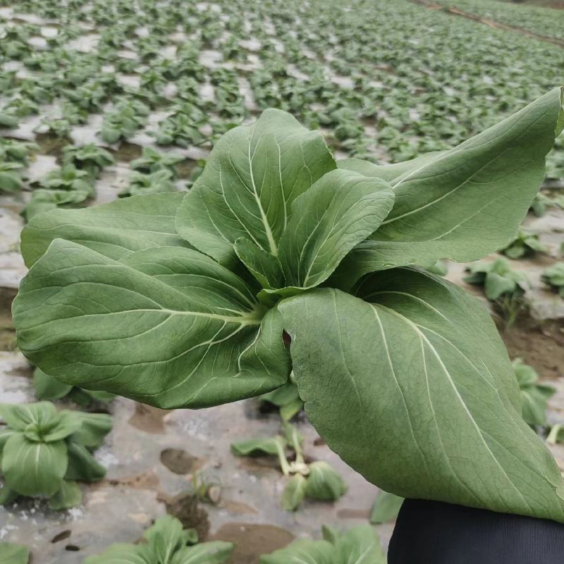 【推荐】小青菜，油菜，上海青，供应市场商超电商