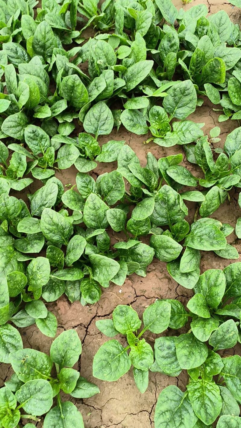 小菠菜趴地菠菜越冬菠菜代收代发代加工全国发货