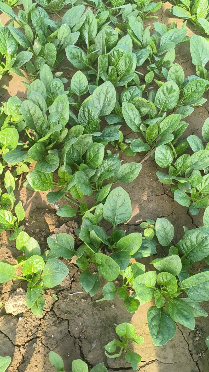 小菠菜趴地菠菜越冬菠菜代收代发代加工全国发货