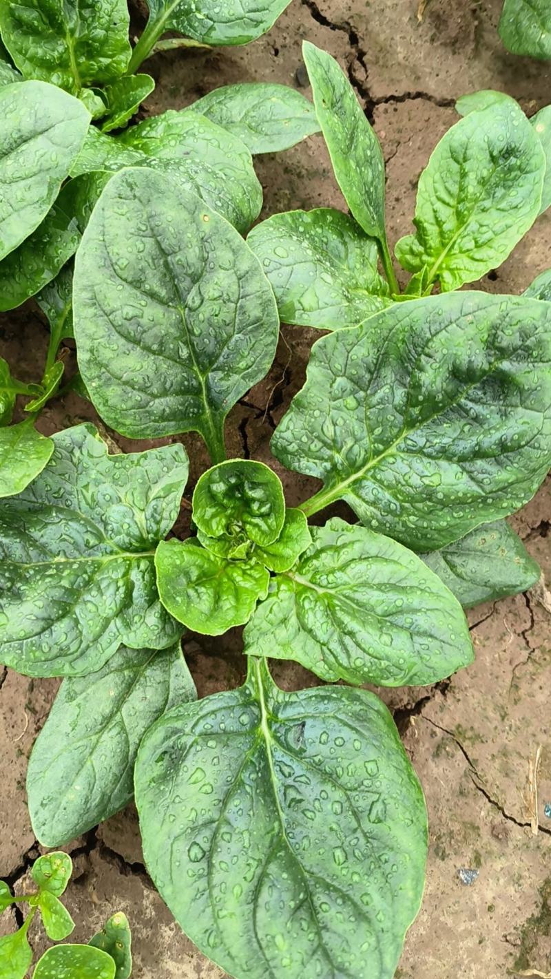 趴地菠菜小叶菠菜大田种植菠菜货源充足代收代发