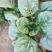 趴地菠菜小叶菠菜大田种植菠菜货源充足代收代发