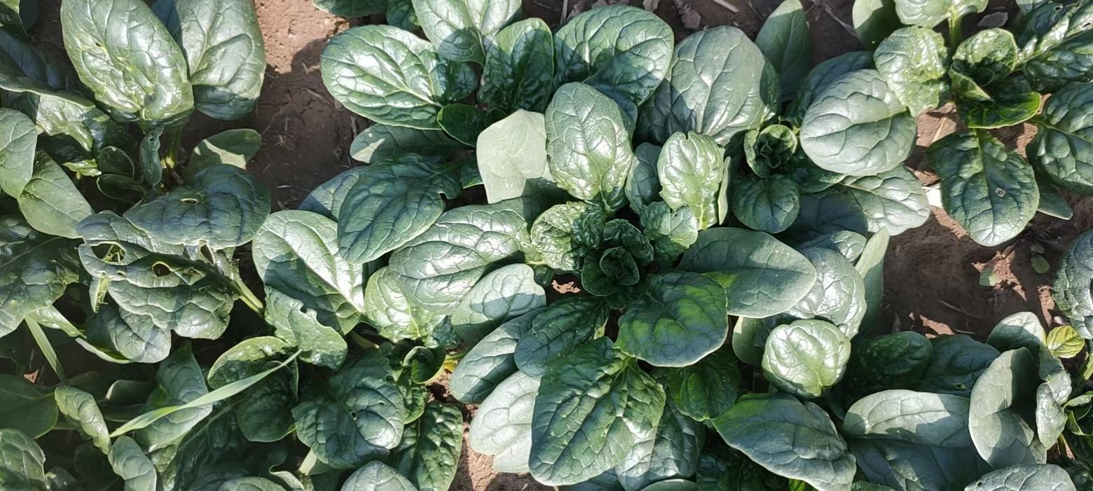 莙荙菜与菠菜对比图