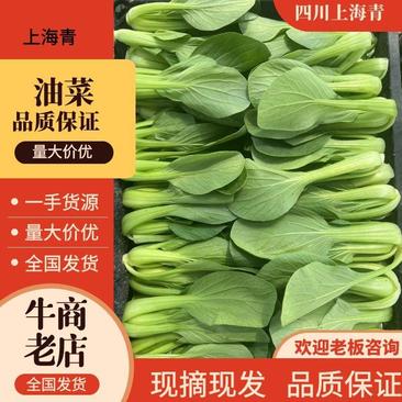 【推荐】小青菜，油菜，上海青，供应市场商超电商