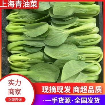 【推荐】小青菜,油菜,上海青,供应市场商超电商