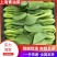 【推荐】小青菜,油菜,上海青,供应市场商超电商