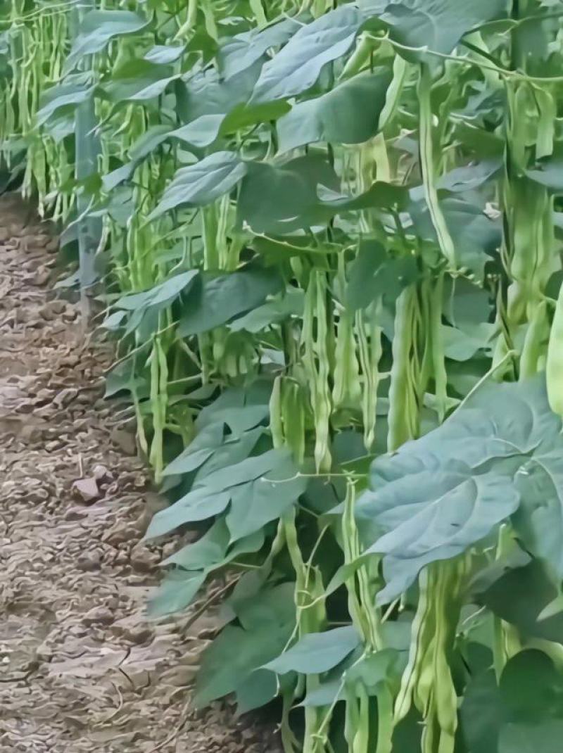 耐热无筋种架豆早熟高产春夏秋季豆角种子白芸豆九粒白芸豆圆