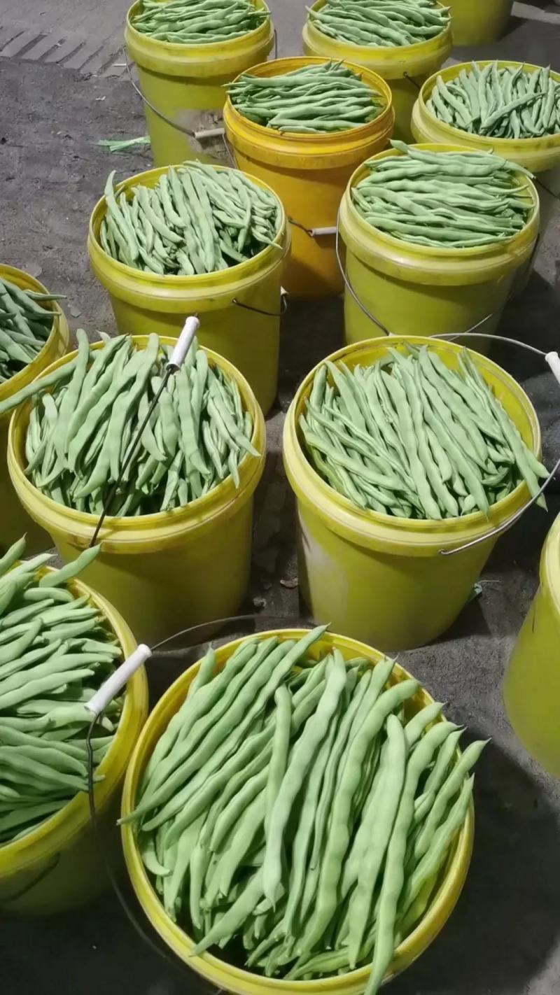 耐热无筋种架豆早熟高产春夏秋季豆角种子白芸豆九粒白芸豆圆