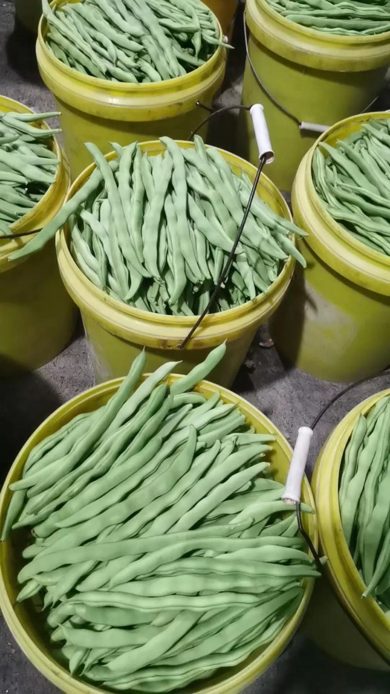 耐热无筋种架豆早熟高产春夏秋季豆角种子白芸豆九粒白芸豆圆