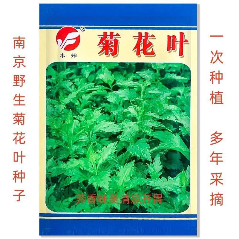 南京种子菊花叶菊花菜四季种植多次采摘野生叶菊花脑食用菊花