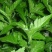 南京种子菊花叶菊花菜四季种植多次采摘野生叶菊花脑食用菊花
