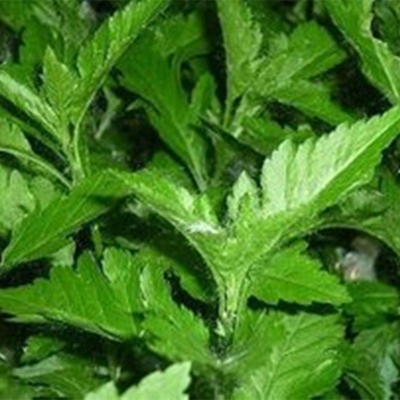 南京种子菊花叶菊花菜四季种植多次采摘野生叶菊花脑食用菊花