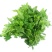 南京种子菊花叶菊花菜四季种植多次采摘野生叶菊花脑食用菊花