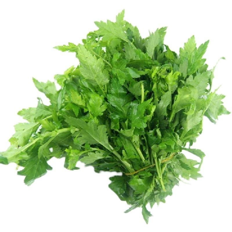 南京种子菊花叶菊花菜四季种植多次采摘野生叶菊花脑食用菊花