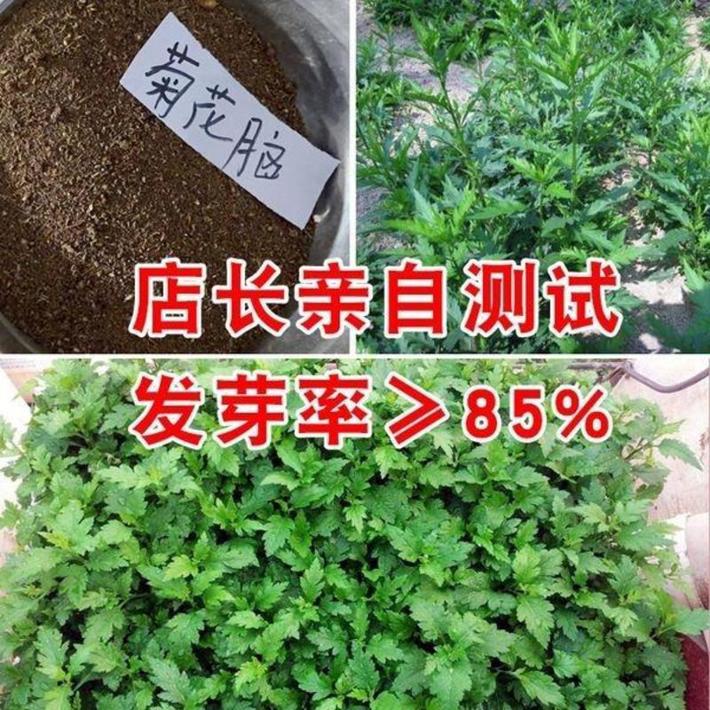 南京种子菊花叶菊花菜四季种植多次采摘野生叶菊花脑食用菊花