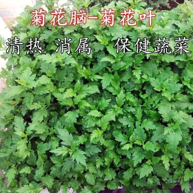 南京种子菊花叶菊花菜四季种植多次采摘野生叶菊花脑食用菊花
