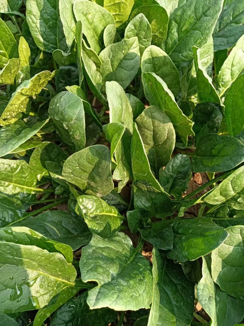 小菠菜趴地菠菜越冬菠菜代收代发代加工全国发货