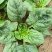 小菠菜趴地菠菜越冬菠菜代收代发代加工全国发货