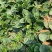小菠菜趴地菠菜越冬菠菜代收代发代加工全国发货