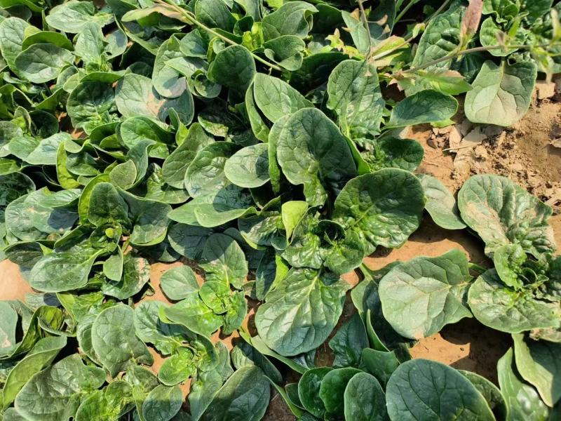 小菠菜趴地菠菜越冬菠菜代收代发代加工全国发货