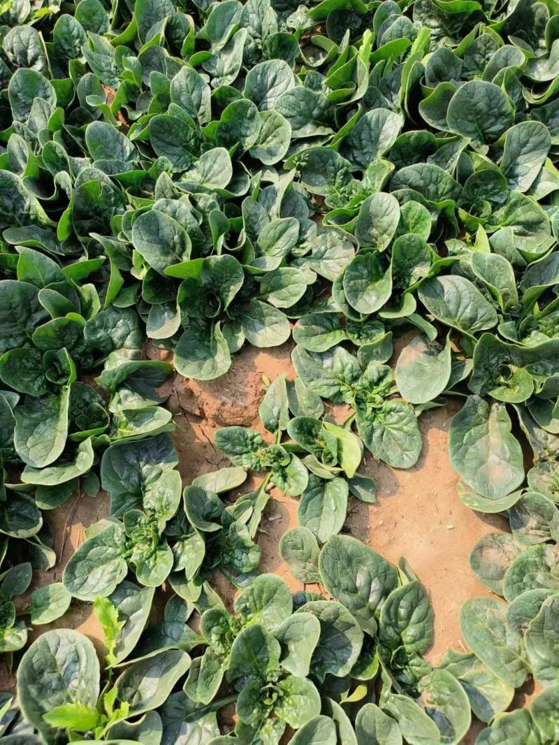小菠菜趴地菠菜越冬菠菜代收代发代加工全国发货