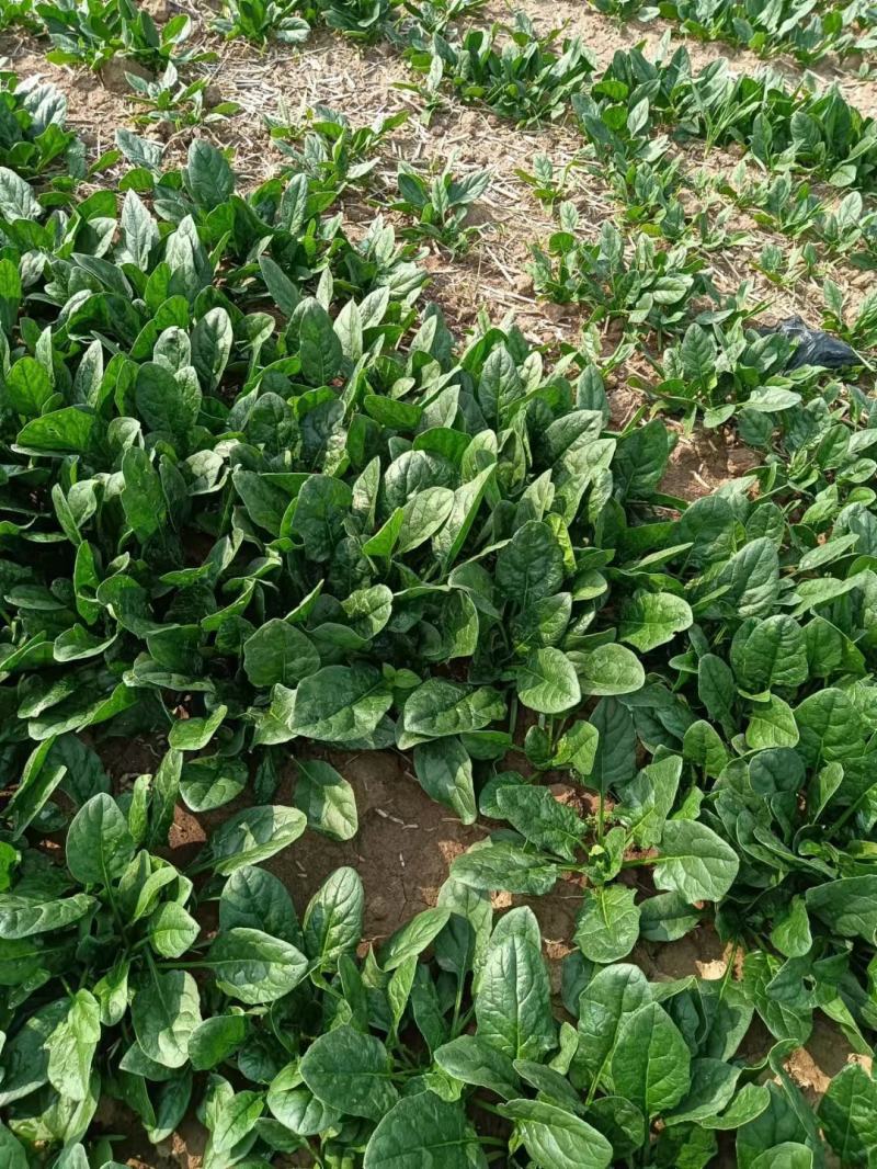 小菠菜趴地菠菜越冬菠菜代收代发代加工全国发货