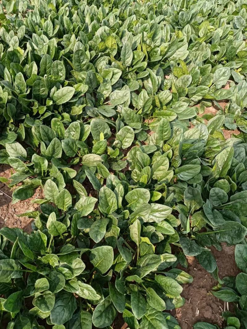 小菠菜趴地菠菜越冬菠菜代收代发代加工全国发货