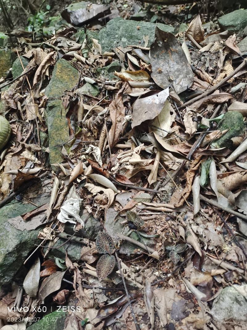 金线莲