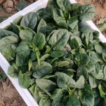 趴地菠菜小叶菠菜大田种植菠菜货源充足代收代发