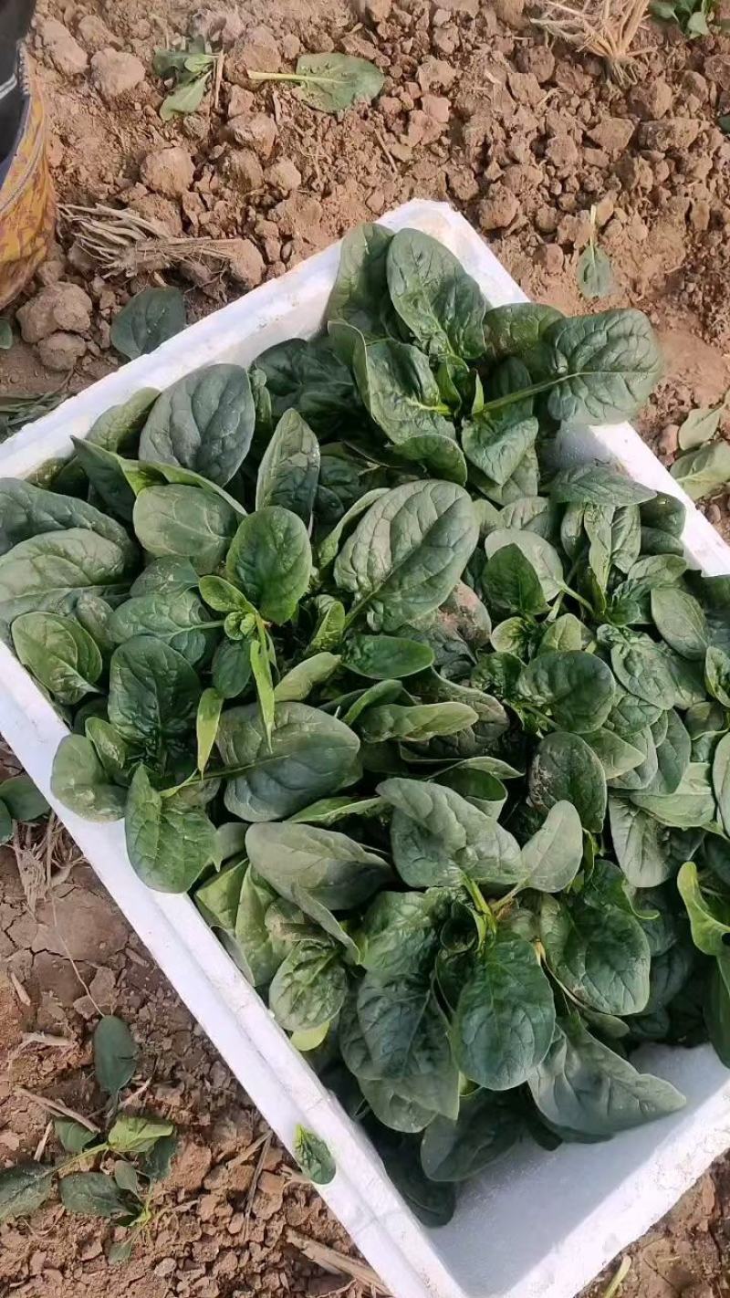 趴地菠菜小叶菠菜大田种植菠菜货源充足代收代发