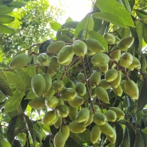 福建闽清白河江核心产区橄榄，量大质优，全国供应