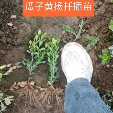 瓜子黄杨扦插苗基地一手货源根好苗壮有质有量