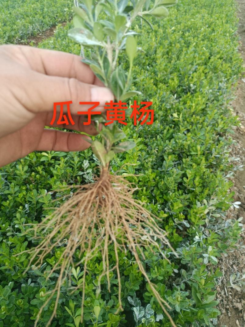 瓜子黄杨扦插苗基地一手货源根好苗壮有质有量