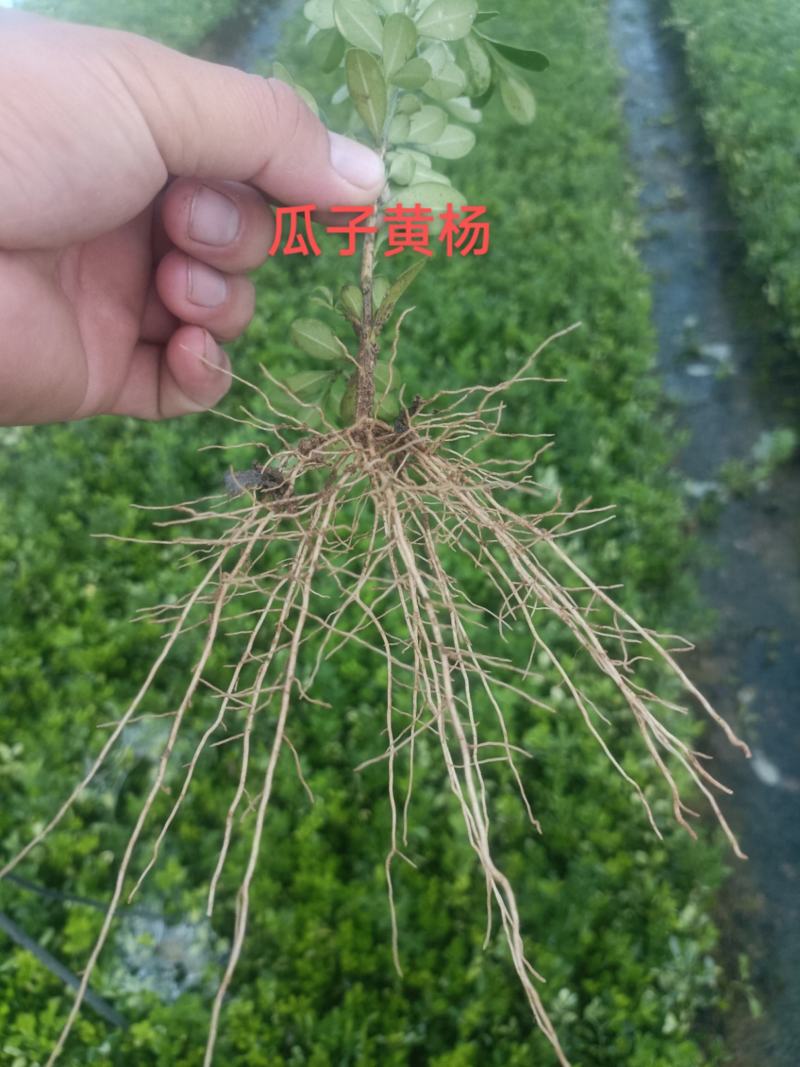 瓜子黄杨扦插苗基地一手货源根好苗壮有质有量