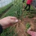 瓜子黄杨扦插苗基地一手货源根好苗壮有质有量