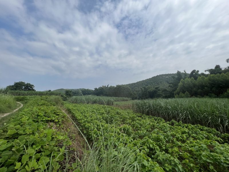 柳州市鹿寨县鹿寨镇大良村山柏屯约58亩土地