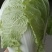北京三号白菜，德高十六