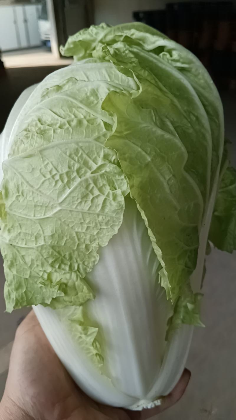 北京三号白菜，德高十六