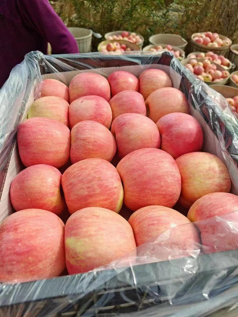 山东水晶红富士苹果大量上市了，货源充足价格不高
