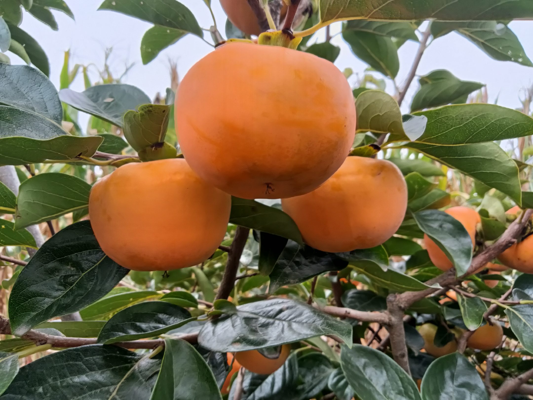 阳丰脆甜柿果园实景图