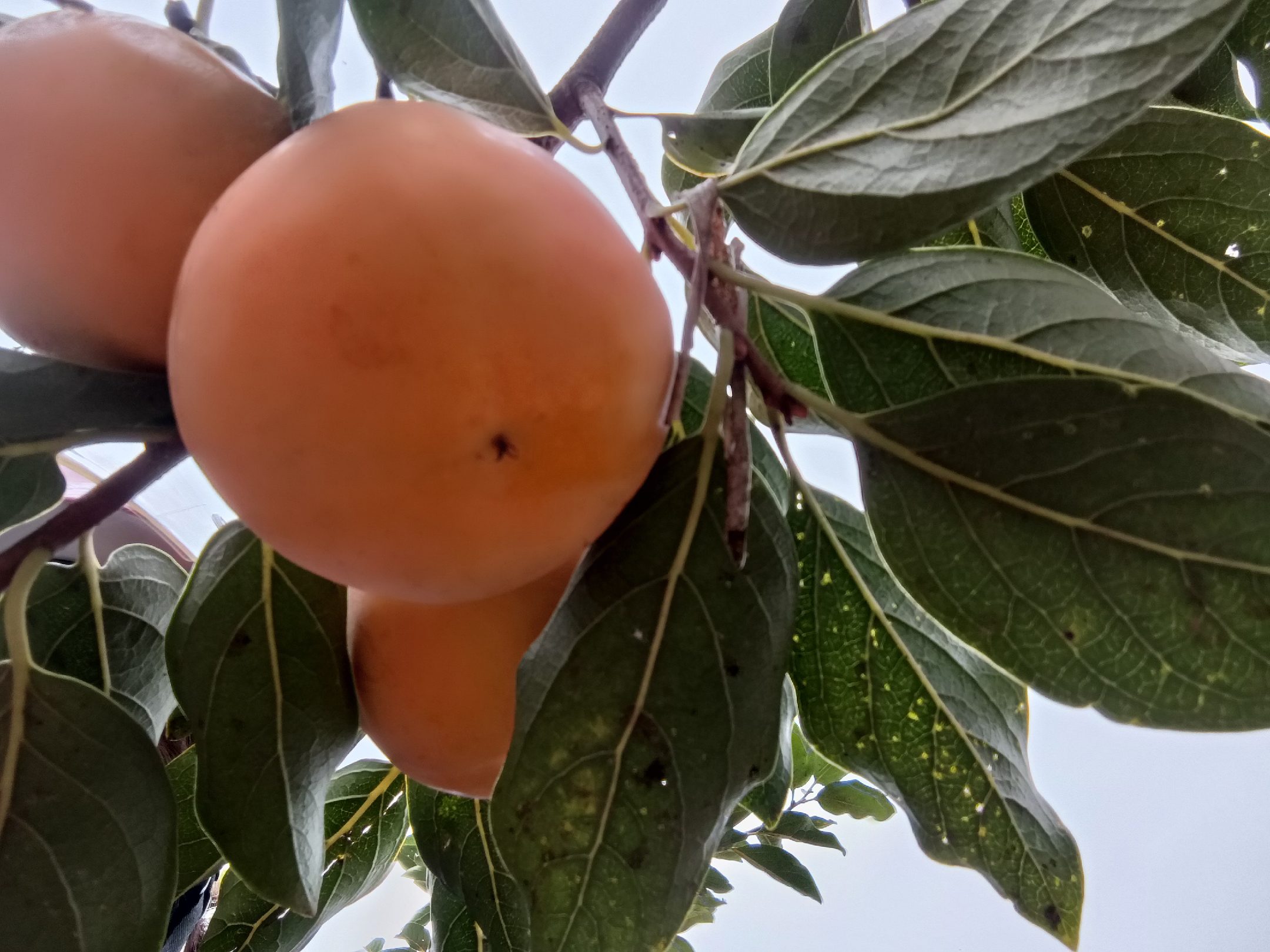 柿子树在阳光下结满果实,呈现橙红色,表明已接近成熟期 果园中正在生长的脆柿子树