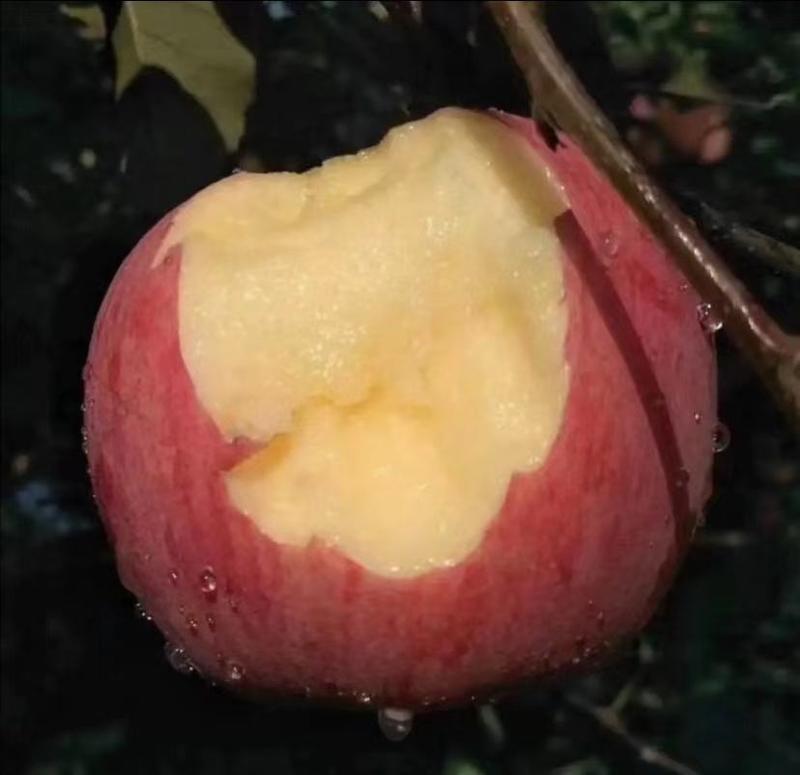 山东红富士苹果脆甜可口大量上市代收代发全国