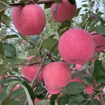 山东冰糖心红富士苹果大量上市了，货源充足全国发货
