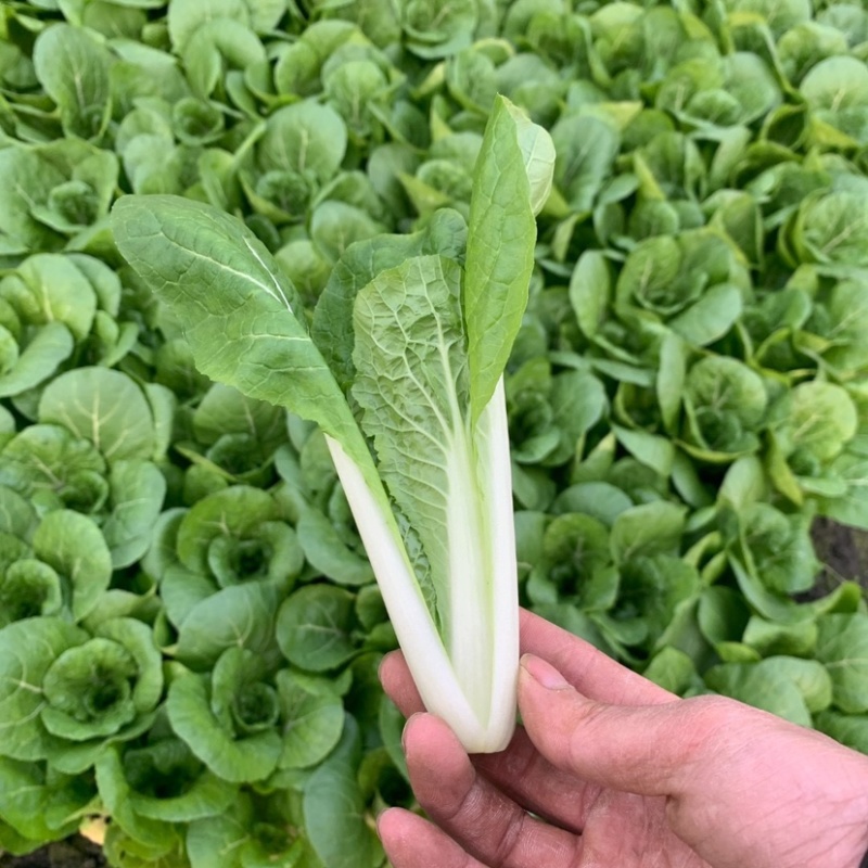 全年种小白菜，基地出货，保质保量，欢迎合作，实地考察