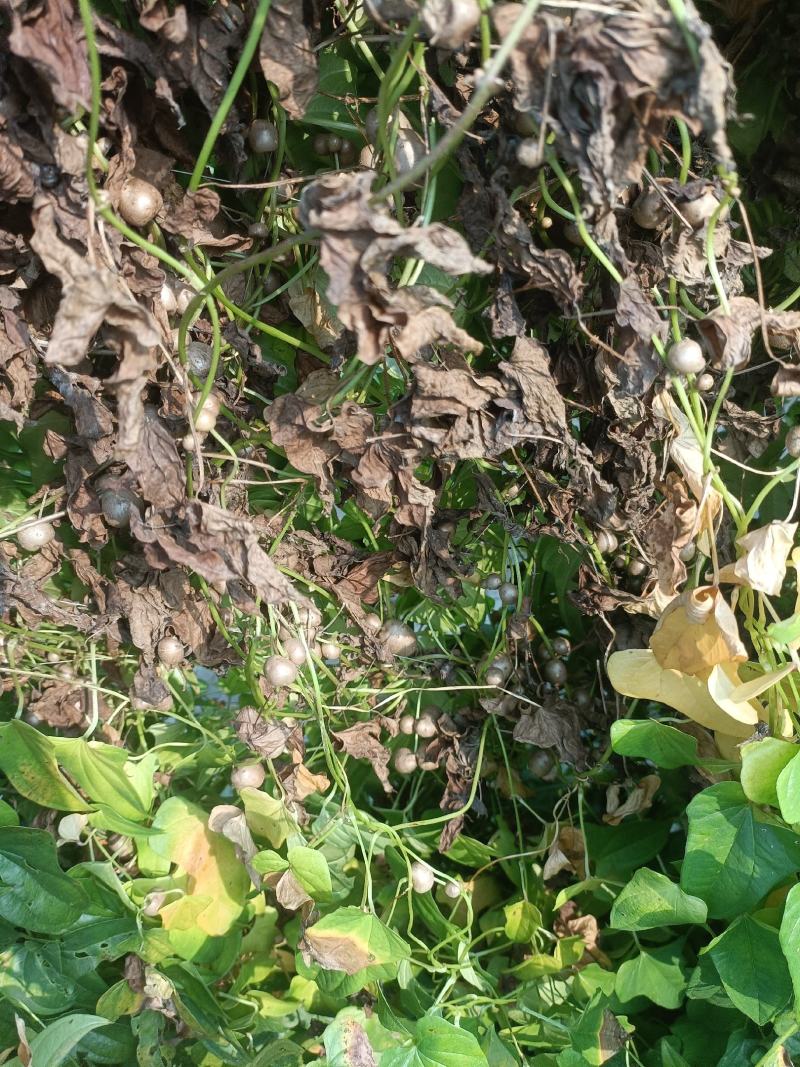 高产抗病新品种山药豆