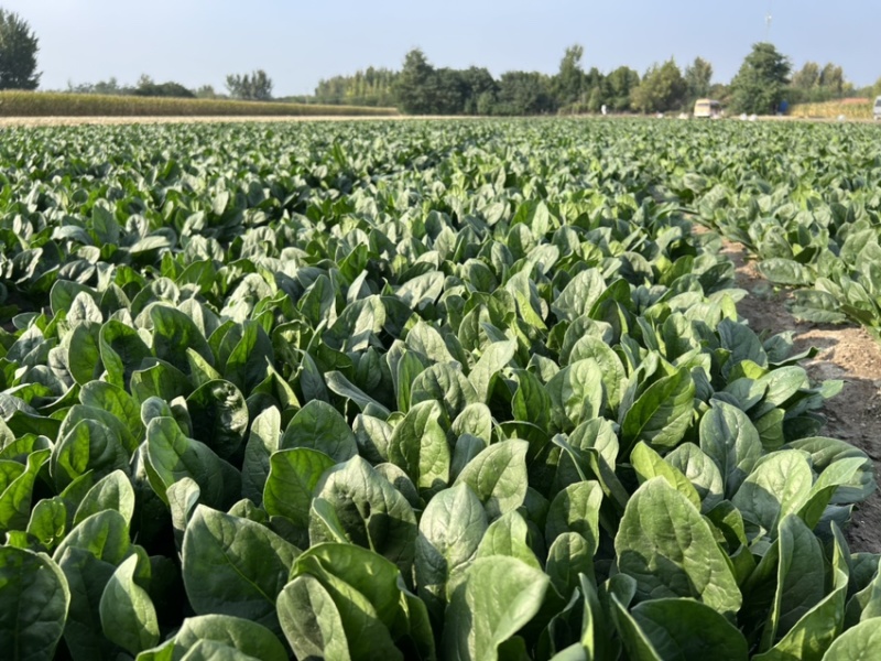 菠菜精品菠菜大量上市，露天大棚全部有货，圆叶大叶