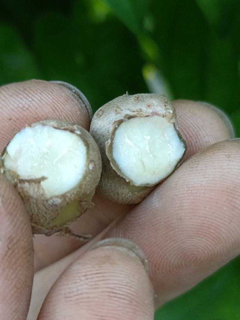 高产抗病新品种山药豆