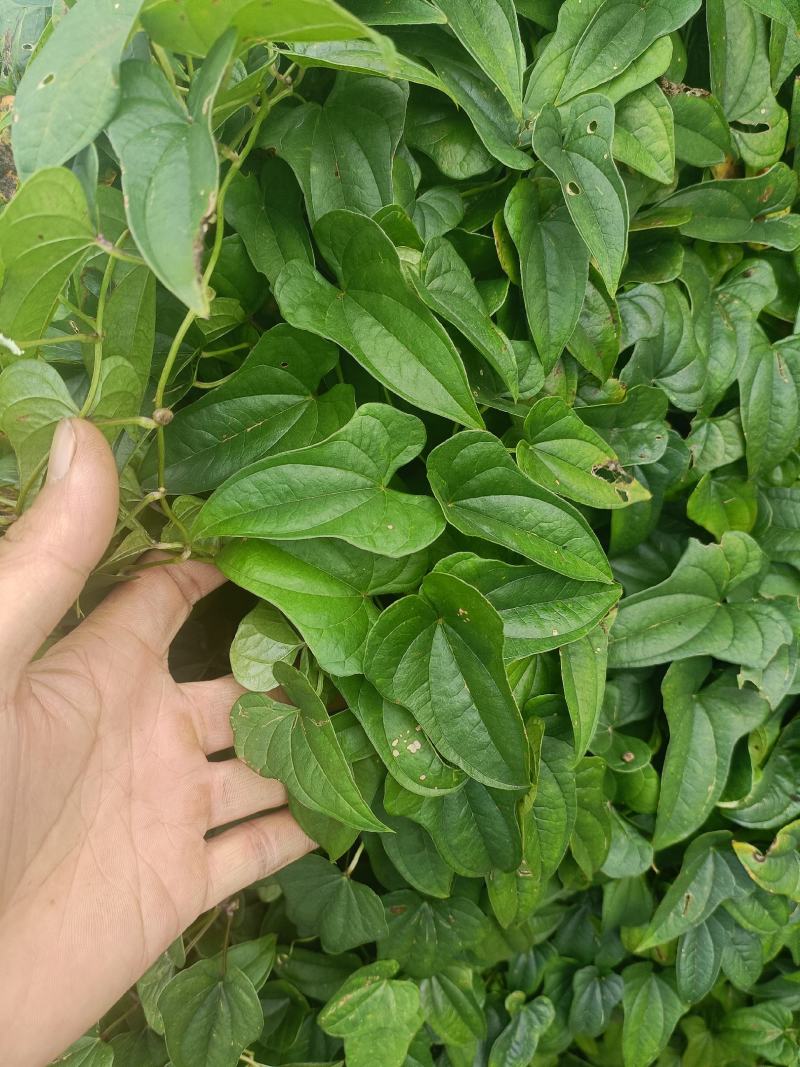 高产抗病新品种山药豆
