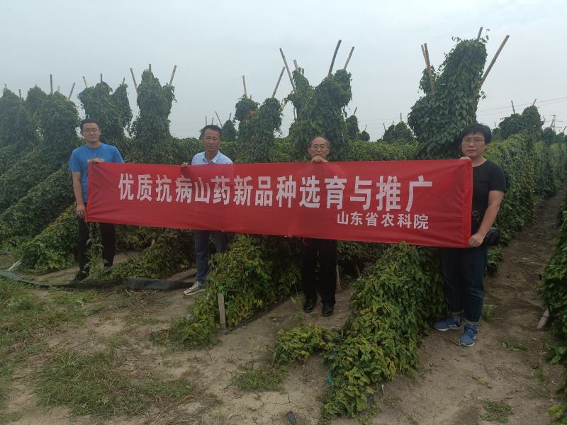 高产抗病新品种山药豆