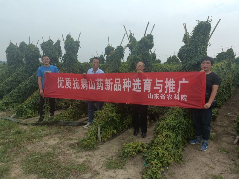 高产抗病新品种山药豆